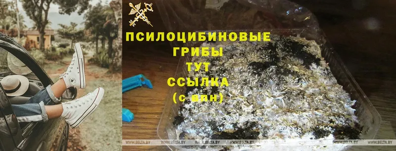 ОМГ ОМГ ссылки  сколько стоит  Ивангород  Псилоцибиновые грибы Psilocybine cubensis 